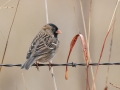 Harris's Sparrow - Dec 10 2022 - 14671 W Jack Choate Ave - Hennessey US-OK – Kingfisher County - Oklahoma