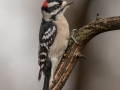Downy Woodpecker. - Dec 10 2022 - 14671 W Jack Choate Ave - Hennessey US-OK – Kingfisher County - Oklahoma
