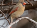 Northern Cardinal (female) - Dec 10 2022 - 14671 W Jack Choate Ave - Hennessey US-OK – Kingfisher County - Oklahoma