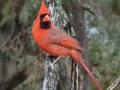 Northern Cardinal (male) - Dec 10 2022 - 14671 W Jack Choate Ave - Hennessey US-OK – Kingfisher County - Oklahoma