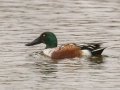 Northern Shoveler - Dec 10 2022 - 14671 W Jack Choate Ave - Hennessey US-OK – Kingfisher County - Oklahoma