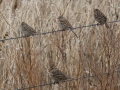 Four species of sparrows enjoy foraging in this farmer's field. The Field Sparrow is on the top row in the middle. It is perched between a Savannah and a juvenile White-crowned Sparrow. A Harris's Sparrow sits on the lower wire. - Dec 10 2022 - 14671 W Jack Choate Ave - Hennessey US-OK – Kingfisher County - Oklahoma