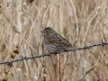 Savannah Sparrow - Dec 10 2022 - 14671 W Jack Choate Ave - Hennessey US-OK – Kingfisher County - Oklahoma