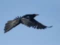 Great-tailed Grackle - Dec 11 2022 - Quay Co Rd - 63 Lakes – Quay County – New Mexico
