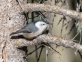 White-breasted Nuthatch (Interior West) - Dec 11 2022 - Cibola NF--Ellis Trailhead – Bernalillo County – New Mexico