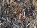 Brown Thrasher in Olive Tree (rare at this location) -  Dec 12 2022 - Rio Grande Nature Center SP--Visitor Center – Bernalillo County – New Mexico