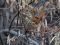 Brown Thrasher in Olive Tree, eating an olive - (rare at this location) -  Dec 12 2022 - Rio Grande Nature Center SP--Visitor Center – Bernalillo County – New Mexico