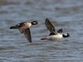 Bufflehead - Dec 18 2022 - Sooner Lake--Bank Fishing Area - Noble County - Oklahoma
