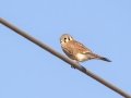 American Kestrel - Dec 17 2022 - Sooner Lake--Highway 15 - Noble County - Oklahoma