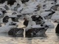 Snow Geese - Dec 19 2022 - Otter Slough CA - Stoddard County - Missouri