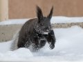 Abert's Squirrel - Dec 14 2022 - Cibola NF--Sandia Crest – Bernalillo County – New Mexico