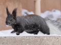 Abert's Squirrel - Dec 14 2022 - Cibola NF--Sandia Crest – Bernalillo County – New Mexico
