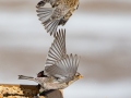 Brown-capped -Rosy Finches - Dec 14 2022 - Cibola NF--Sandia Crest – Bernalillo County – New Mexico