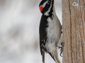 Hairy Woodpecker (Rocky Mts., male) - Dec 15 2022 - Cibola NF--Sandia Crest – Bernalillo County – New Mexico