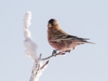 Brown-capped Rosy-Finch  - Dec 15 2022 - Cibola NF--Sandia Crest – Bernalillo County – New Mexico
