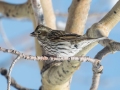 Cassin's Finch (female) - Dec 15 2022 - Cibola NF--Sandia Crest – Bernalillo County – New Mexico
