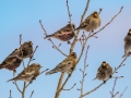 Black Rosy-Finches with Brown-capped Rosy-Finches - Dec 15 2022 - Cibola NF--Sandia Crest – Bernalillo County – New Mexico