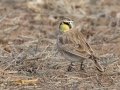 Horned Lark - Dec 16 2022 - County Road 16 - Pampa US-TX – Gray County - Texas