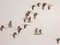 Sandhill Cranes - Dec 16 2022 - Panhandle WTP - Carson County - Texas