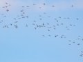 Sandhill Cranes - Dec 16 2022 - Panhandle WTP - Carson County - Texas