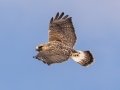Rough-legged Hawk - Dec 16 2022 - County Road 16 - Pampa US-TX – Gray County - Texas