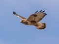 Rough-legged Hawk - Dec 16 2022 - County Road 16 - Pampa US-TX – Gray County - Texas
