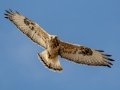 Rough-legged Hawk - Dec 16 2022 - County Road 16 - Pampa US-TX – Gray County - Texas