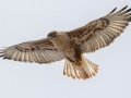 Ferruginous Hawk - Dec 16 2022 - County Road 16 - Pampa US-TX – Gray County - Texas