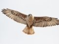 Ferruginous Hawk - Dec 16 2022 - County Road 16 - Pampa US-TX – Gray County - Texas