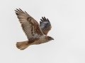 Ferruginous Hawk - Dec 16 2022 - County Road 16 - Pampa US-TX – Gray County - Texas