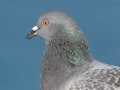 Rock Pigeon