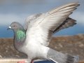 Rock Pigeon