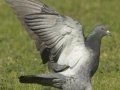 Rock Pigeon