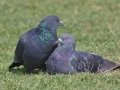 Rock Pigeon