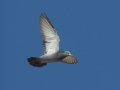 Rock Pigeon