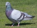 Rock Pigeon