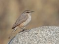 Rock Wren - Ramona Grasslands Preserve