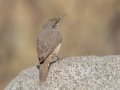 Rock Wren - Ramona Grasslands Preserve