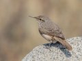 Rock Wren - Ramona Grasslands Preserve