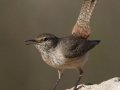 Rock Wren