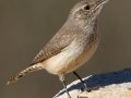 Rock Wren