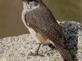 Rock Wren
