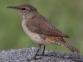 Rock Wren
