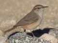 Rock Wren