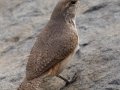 Rock Wren