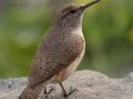 Rock Wren
