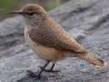 Rock Wren