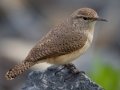 Rock Wren