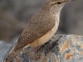 Rock Wren