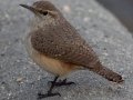 Rock Wren